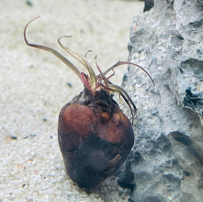 Tiger Lotus [Nymphaea Zenkeri]