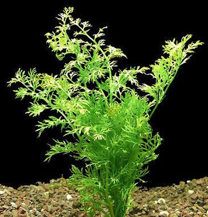 Water Sprite [Water Fern, Indian Fern]