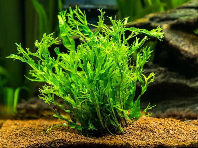 Java Fern "Windelov" [Lacy Java Fern]