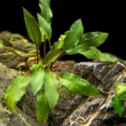 Cryptocoryne Wendtii 'Red'