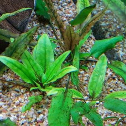 Cryptocoryne Wendtii 'Green'