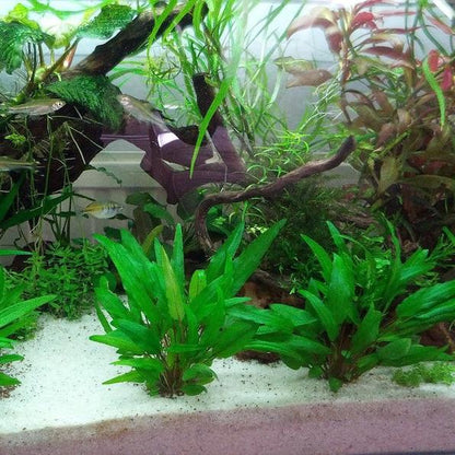 Cryptocoryne Wendtii 'Green'