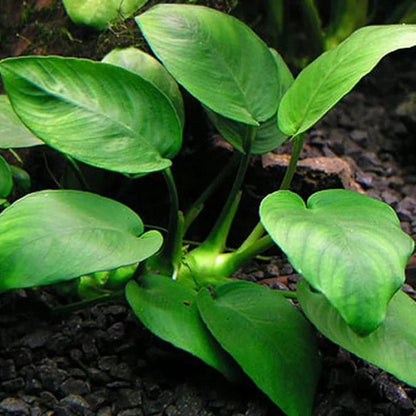 Anubias Nana Petite