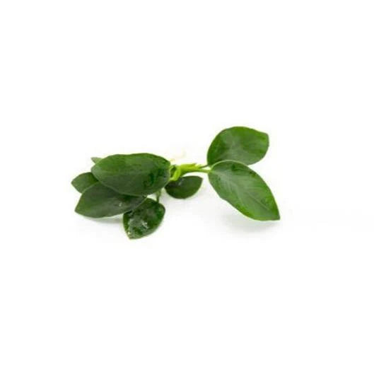 Anubias Nana Petite