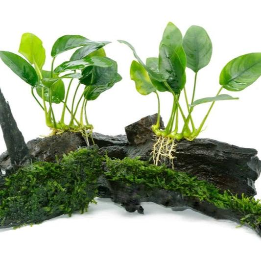 Anubias Nana Petite