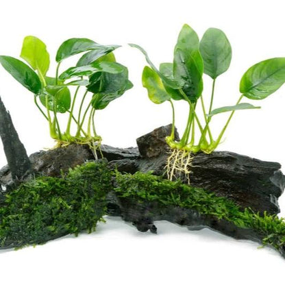 Anubias Nana Petite
