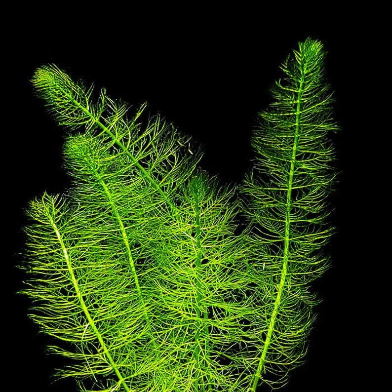 Myriophyllum Pinnatum
