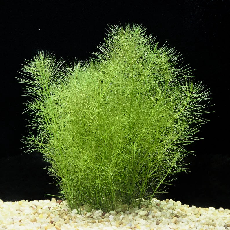 Myriophyllum Pinnatum