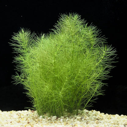 Myriophyllum Pinnatum