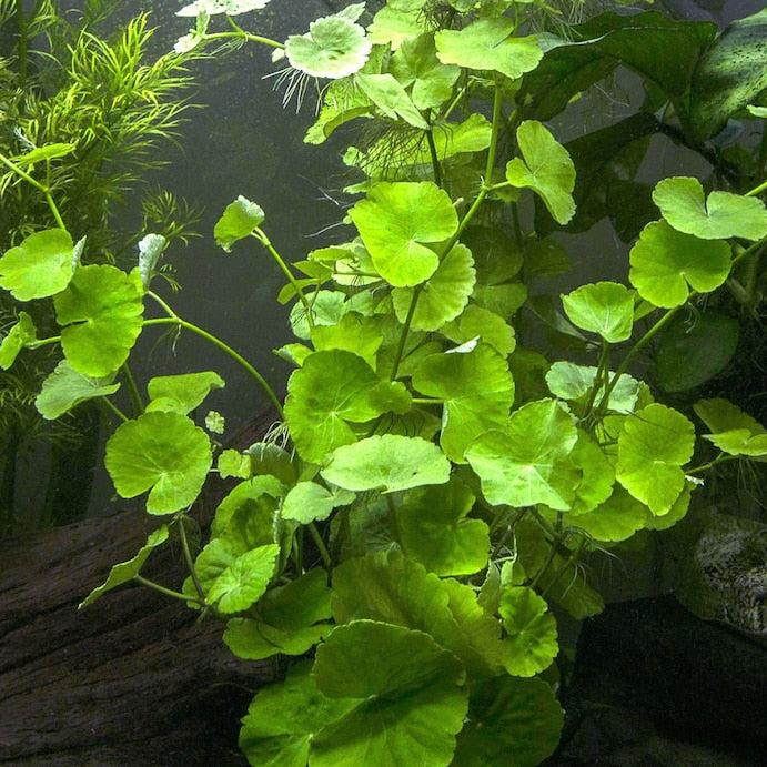 Brazilian Pennywort