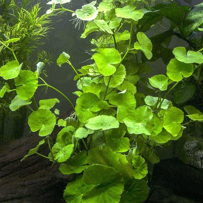 Brazilian Pennywort