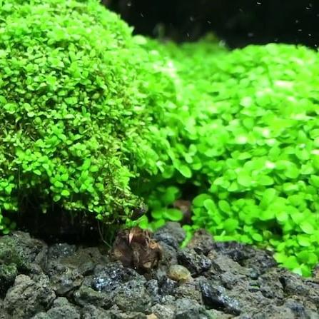 Monte Carlo [Micranthemum Tweediei]