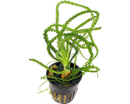 Crinum Calamistratum