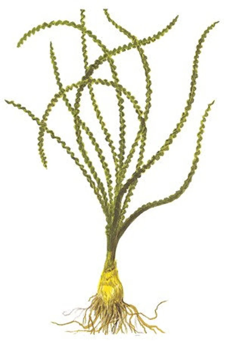 Crinum Calamistratum