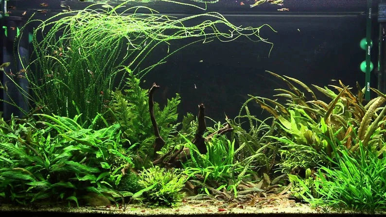 Crinum Calamistratum