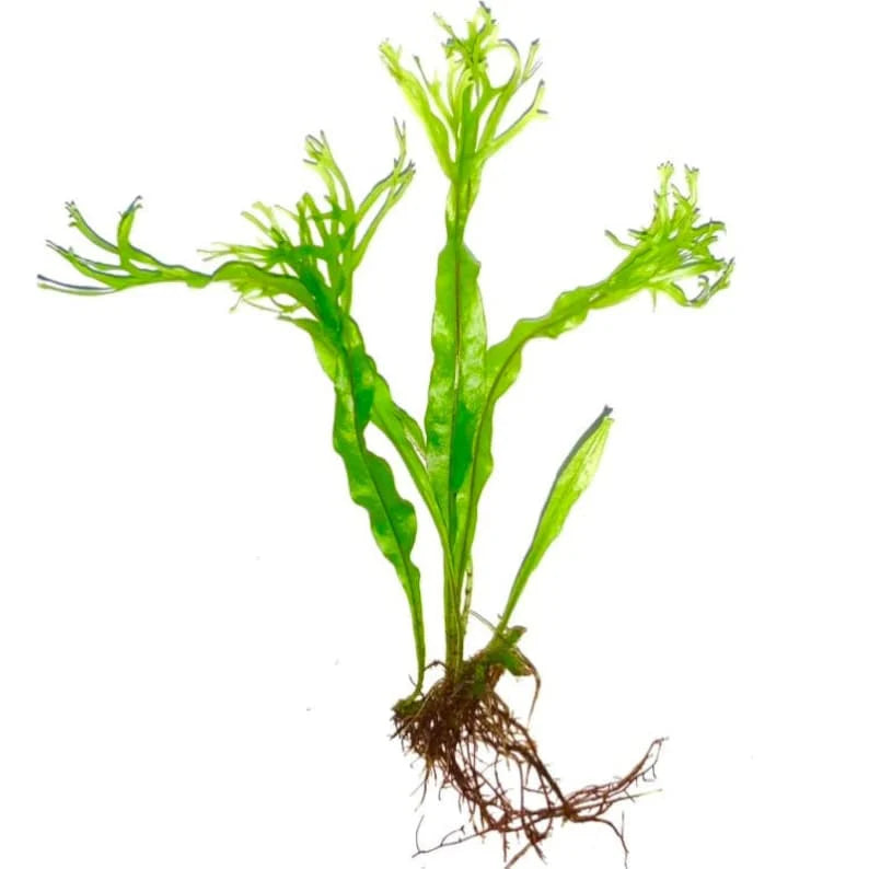 Java Fern "Windelov" [Lacy Java Fern]