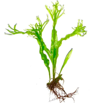 Java Fern "Windelov" [Lacy Java Fern]