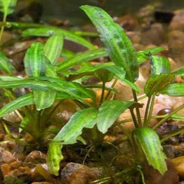 Cryptocoryne Wendtii 'Green'