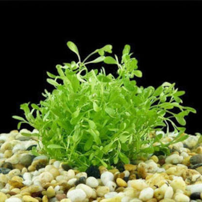 Glosso [Glossostigma Elatinoides]