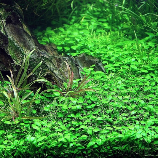 Glosso [Glossostigma Elatinoides]