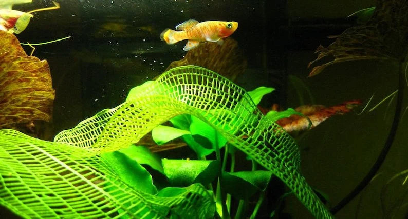 Madagascar Lace Plant [Aponogeton Madagascariensis]