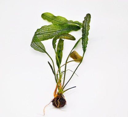 Madagascar Lace Plant [Aponogeton Madagascariensis]