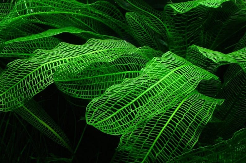 Madagascar Lace Plant [Aponogeton Madagascariensis]