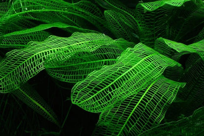 Madagascar Lace Plant [Aponogeton Madagascariensis]
