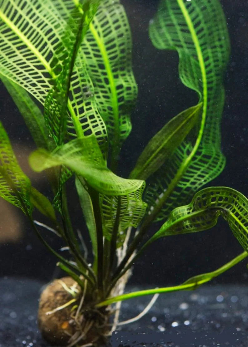 Madagascar Lace Plant [Aponogeton Madagascariensis]