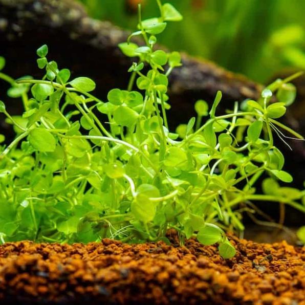 Monte Carlo [Micranthemum Tweediei]