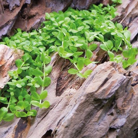 Monte Carlo [Micranthemum Tweediei]