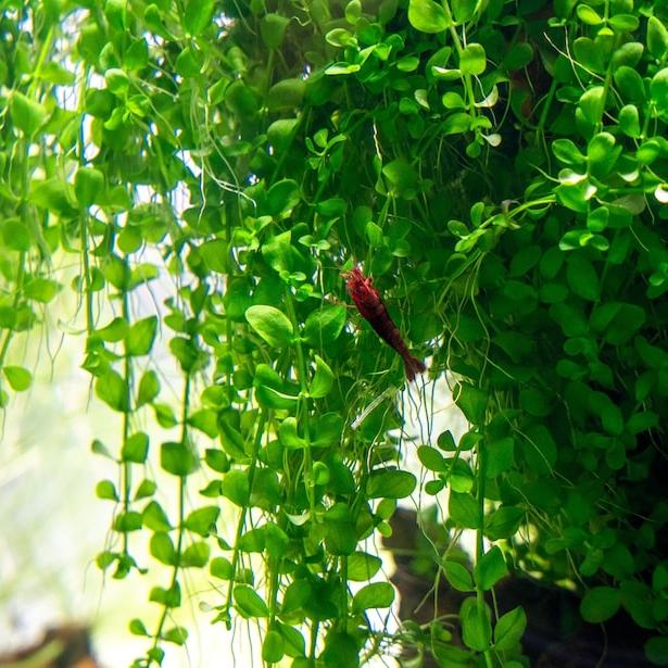 Monte Carlo [Micranthemum Tweediei]