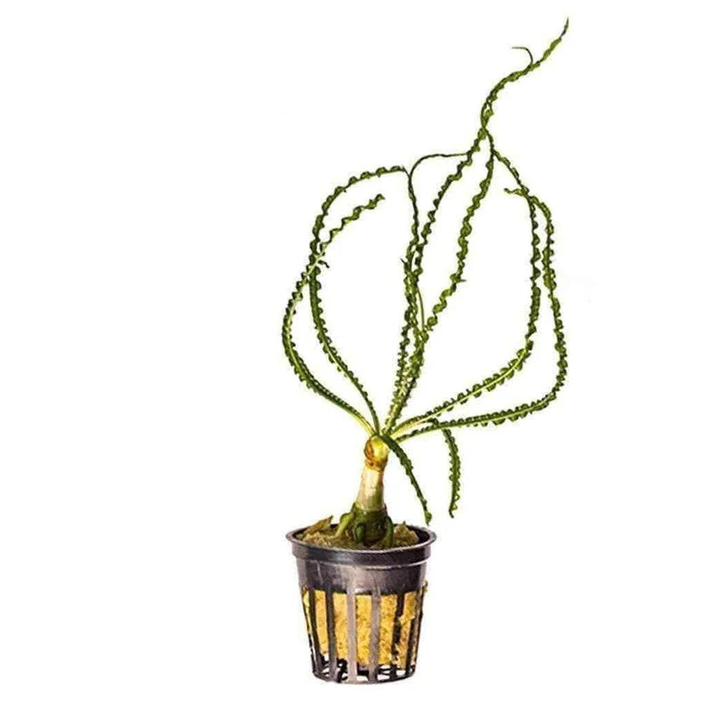 Crinum Calamistratum