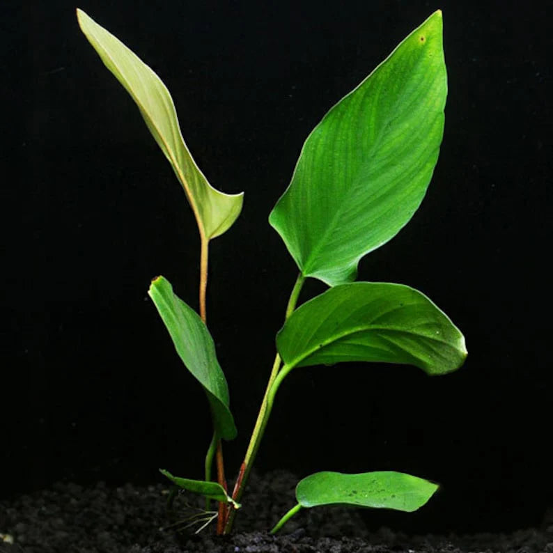 Anubias Hastifolia [X-Large]