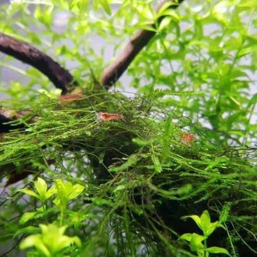 Java Moss [Vesicularia Dubyana]