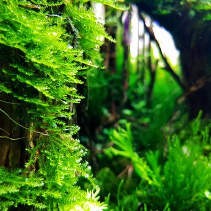 Java Moss [Vesicularia Dubyana]