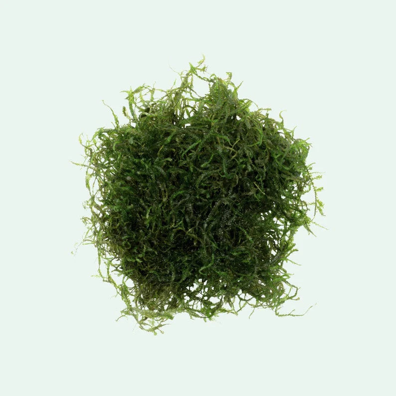 Java Moss [Vesicularia Dubyana]