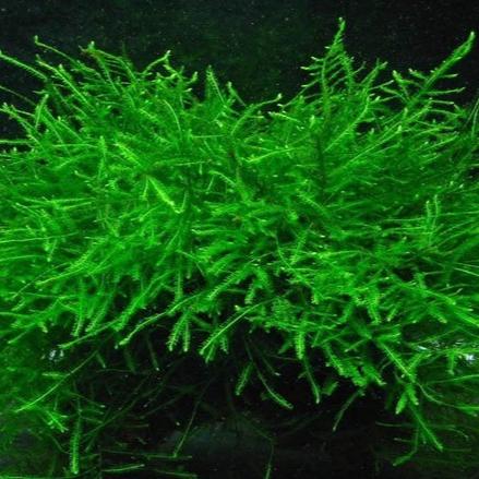 Java Moss [Vesicularia Dubyana]