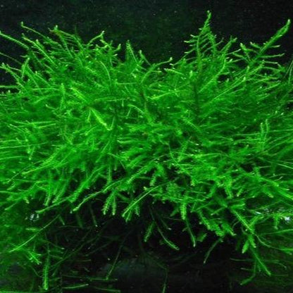Java Moss [Vesicularia Dubyana]