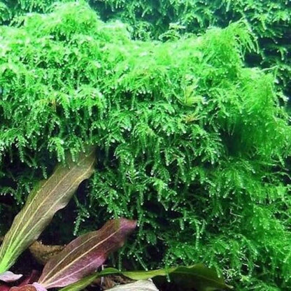 Weeping Moss [Vesicularia Ferriei]