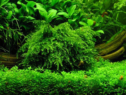 Weeping Moss [Vesicularia Ferriei]