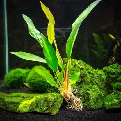 Anubias Frazeri [Large]