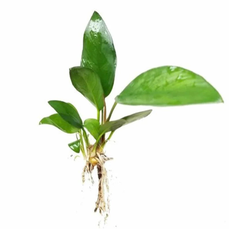 Anubias Frazeri [Large]