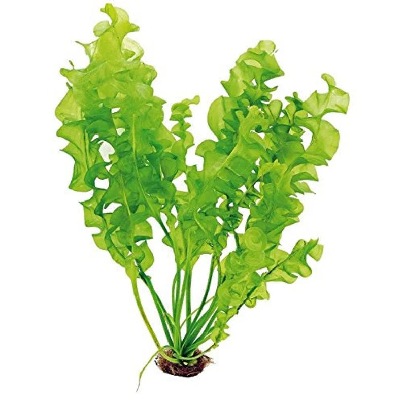Aponogeton Ulvaceus [Aquarium & Pond Aquatic Plant]