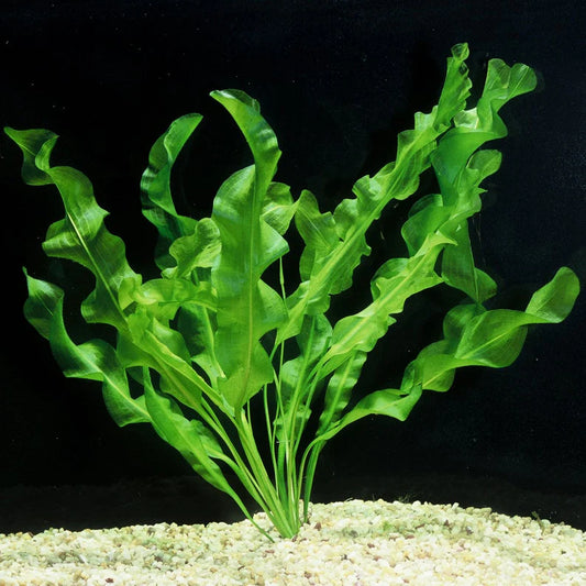 Aponogeton Ulvaceus [Aquarium & Pond Aquatic Plant]