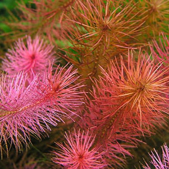 Rotala Wallichii [Whorly Rotala]