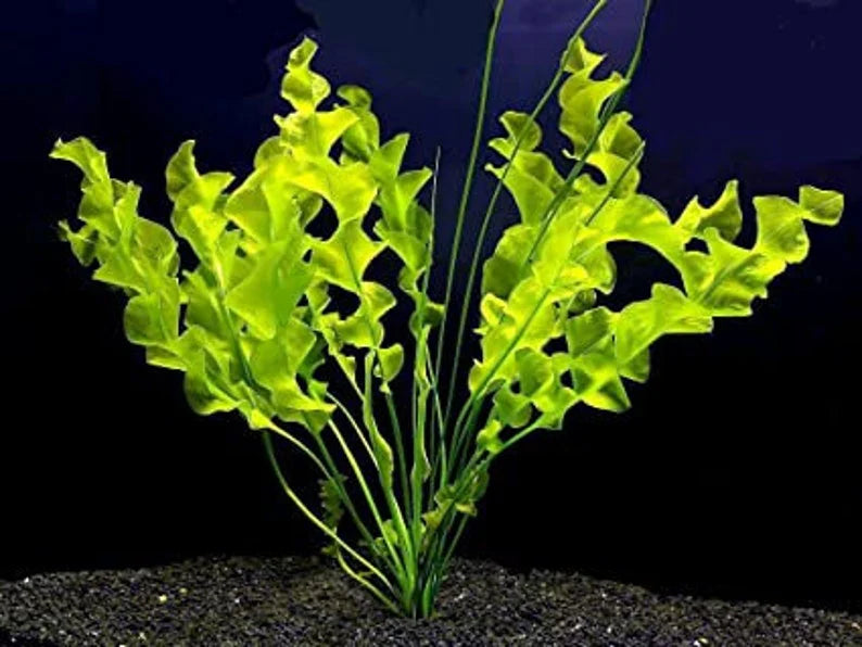 Aponogeton Ulvaceus [Aquarium & Pond Aquatic Plant]