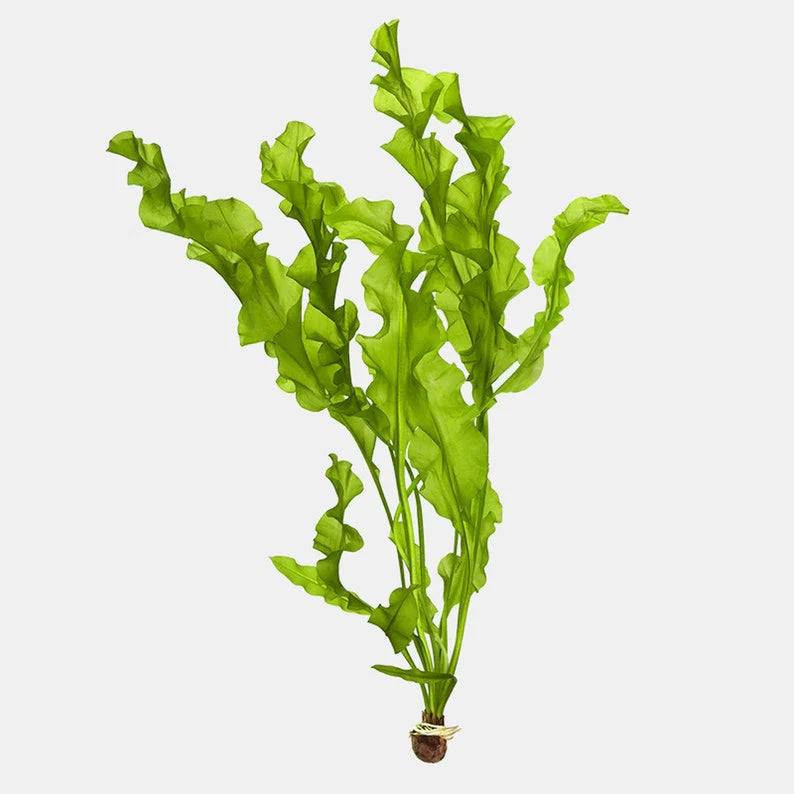 Aponogeton Ulvaceus [Aquarium & Pond Aquatic Plant]