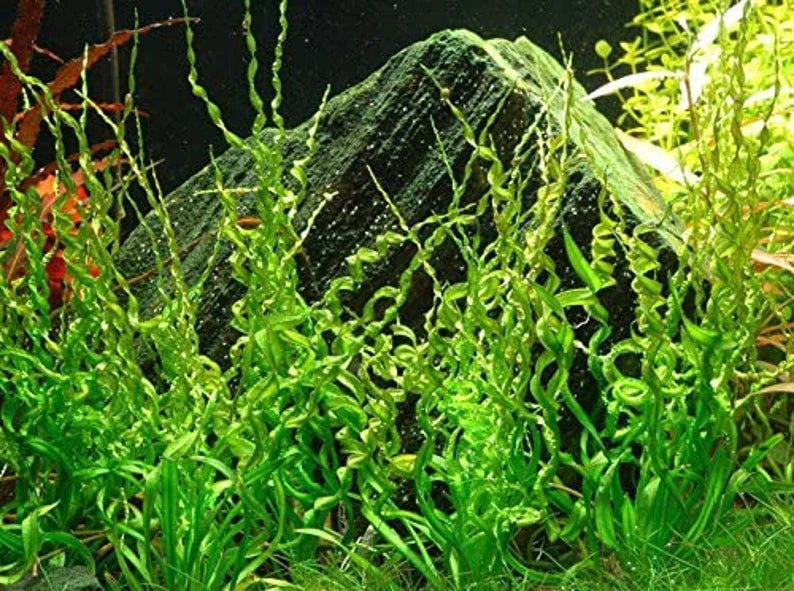 Corkscrew Sword [Echinodorus Vesuvius]