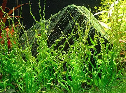 Corkscrew Sword [Echinodorus Vesuvius]